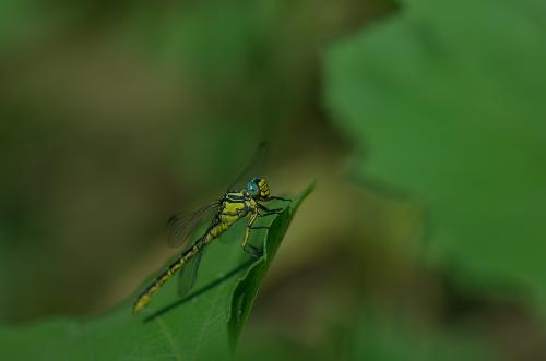 Gomphus graslinii